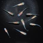 ( оризия ) нет выбор другой ama терраса Evolution me Dakar . рыба (5 шт )