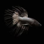 ( тропическая рыба ) бойцовая рыбка * Crown tail kopa- черный мужской (1 шт ) Hokkaido * Kyushu авиапочта необходимо теплоизоляция 