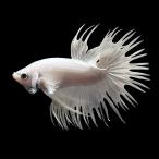 ( тропическая рыба ) бойцовая рыбка * Crown tail super белый мрамор серия мужской (1 шт ) Hokkaido * Kyushu авиапочта необходимо теплоизоляция 