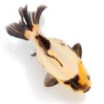 ショッピングメダカ （国産金魚）一点物　白黒もみじ琉金　ショートテール　１３ｃｍ±（１匹）