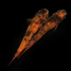 （めだか）一点物　和墨錆虎アースアイメダカ　桃ちゃんメダカブリード（１ペア）