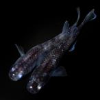 （めだか）一点物　ブラックウルフメダカ　桃ちゃんメダカブリード（１ペア）