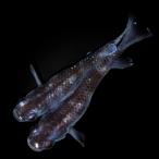 （めだか）一点物　ブラックウルフメダカ　桃ちゃんメダカブリード（１ペア）