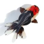 ( золотая рыбка ) один пункт предмет toli цвет Голландия Lion Mask ( Indonesia производство )10cm(1 шт )