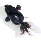 ( золотая рыбка ) один пункт предмет toli цвет Голландия Lion Mask ( Indonesia производство )12cm(1 шт )