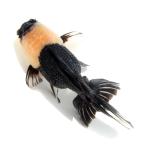 ( золотая рыбка ) один пункт предмет перо . Голландия Lion Mask ( Indonesia производство )12cm(1 шт )