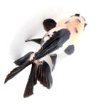 （金魚）一点物　羽衣オランダ獅子頭（インドネシア産）１０ｃｍ（１匹）