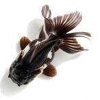 （金魚）一点物　羽衣オランダ獅子頭（インドネシア産）１０ｃｍ（１匹）