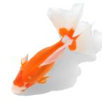 ( местного производства золотая рыбка ) один пункт предмет Tokai .19cm±(1 шт )