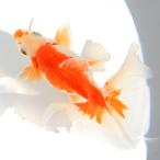 ( местного производства золотая рыбка ) один пункт предмет земля ..11cm±(1 шт ) Hokkaido * Kyushu авиапочта необходимо теплоизоляция 