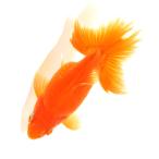 ( местного производства золотая рыбка ) один пункт предмет земля ..11cm±(1 шт ) Hokkaido * Kyushu авиапочта необходимо теплоизоляция 