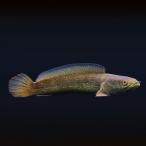 ( тропическая рыба ) один пункт предмет коричневый nnatorusaensis примерно 20cm(1 шт ) Hokkaido * Kyushu авиапочта необходимо теплоизоляция 