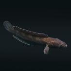 ( тропическая рыба ) один пункт предмет коричневый nnatorusaensis примерно 18cm(1 шт ) Hokkaido * Kyushu авиапочта необходимо теплоизоляция 