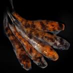 ( оризия ) мир . три цвет αme Dakar me Dakar магазин Savanna bleed (5 шт )