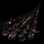 ( оризия ) мир . белый серебряный me Dakar me Dakar магазин Savanna bleed (5 шт )