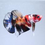 ( тропическая рыба ) один пункт предмет обыкновенный карп бойцовая рыбка * половина moon pra cut koi цвет nimo( сладости -) мужской (1 шт ) Hokkaido * Kyushu авиапочта необходимо теплоизоляция 