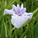 ( биотоп ) водное растения цветок .. маленький Sasagawa (ko The SaGa wa) Edo серия незначительный глициния цвет три Британия цветок (1 pot )(.. состояние )