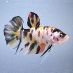 ( тропическая рыба ) один пункт предмет обыкновенный карп бойцовая рыбка *ja Ian to pra cut koi цвет nimo( сладости -) мужской (1 шт ) Hokkaido * Kyushu авиапочта необходимо теплоизоляция 