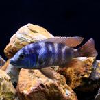 ( тропическая рыба ) pra ki череп ошибка miromo(1 шт ) Hokkaido * Kyushu авиапочта необходимо теплоизоляция 