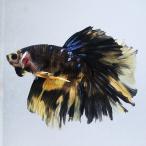 ( тропическая рыба ) один пункт предмет обыкновенный карп бойцовая рыбка super Delta tail желтый мужской (1 шт ) Hokkaido * Kyushu авиапочта необходимо теплоизоляция 