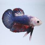 ( тропическая рыба ) один пункт предмет бойцовая рыбка половина moon pra cut Monstar мрамор (1 шт ) Hokkaido * Kyushu авиапочта необходимо теплоизоляция 