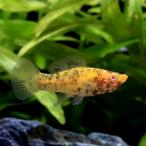 （熱帯魚）チョコレートダルメシアンモーリー（４匹）　北海道・九州航空便要保温