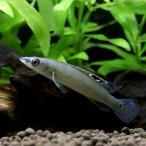 ( тропическая рыба )krenikik RaRe ga nitca n подбородок s( wild )(1 пара ) Hokkaido * Kyushu авиапочта необходимо теплоизоляция 