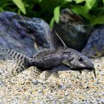 ( тропическая рыба )blakino инструмент для проволоки Don tisba тонн soda ( wild )(1 шт ) Hokkaido * Kyushu авиапочта необходимо теплоизоляция 