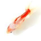 ( местного производства золотая рыбка ) один пункт предмет Sakura металлы 11cm±(1 шт )