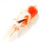 ( золотая рыбка ) один пункт предмет Sakura восток .( China производство )16cm±(1 шт )