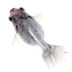 ( местного производства золотая рыбка ) один пункт предмет daruma Ryuukin 12cm± (1 шт )