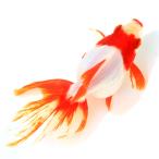 ( местного производства золотая рыбка ) один пункт предмет . рисовое поле .. Ryuukin 13cm± (1 шт )