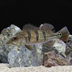 キクラ・ケルベリーＭサイズ北海道・...