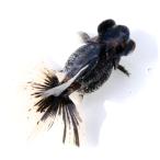 ( золотая рыбка ) один пункт предмет kya Rico . глаз золотой 12cm±( Indonesia производство )(1 шт )