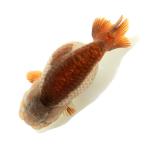 ( золотая рыбка ) один пункт предмет .. золотая рыбка ( China производство )9cm±(1 шт ) Hokkaido авиапочта необходимо теплоизоляция 