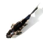 ( золотая рыбка ) один пункт предмет . документ золотой 24cm± China производство (1 шт )