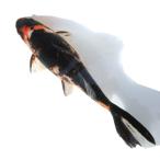 ( золотая рыбка ) один пункт предмет . документ золотой 25cm± China производство (1 шт )