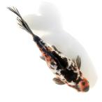 ( золотая рыбка ) один пункт предмет . документ золотой 25cm± China производство (1 шт )