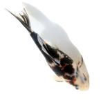 ( золотая рыбка ) один пункт предмет .. документ золотой 25cm± China производство (1 шт )