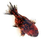 ( местного производства золотая рыбка ) один пункт предмет Tiger Голландия Short tail Satsuma производство 15cm± (1 шт )