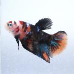 ( тропическая рыба ) один пункт предмет обыкновенный карп бойцовая рыбка половина moon pra cut nimo( сладости -) мужской (1 шт ) Hokkaido * Kyushu авиапочта необходимо теплоизоляция 