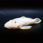 ショッピング保温 （熱帯魚）一点物　ゴールデンダルマ・プレコ　約２２〜２４ｃｍ（１匹）　北海道・九州航空便要保温