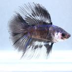 ( тропическая рыба ) один пункт предмет бойцовая рыбка двойной tail голубой & черный мужской (1 шт ) Hokkaido * Kyushu авиапочта необходимо теплоизоляция 