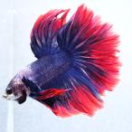 ( тропическая рыба ) один пункт предмет бойцовая рыбка полный moon голубой красный частота мужской (1 шт ) Hokkaido * Kyushu авиапочта необходимо теплоизоляция 