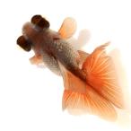 ( золотая рыбка ) один пункт предмет menou бабочка хвост |.. бабочка хвост 12cm±( China производство )(1 шт )
