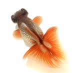 ( золотая рыбка ) один пункт предмет menou бабочка хвост |.. бабочка хвост 11cm±( China производство )(1 шт )