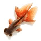 ( золотая рыбка ) один пункт предмет menou бабочка хвост |.. бабочка хвост ( China производство )11cm±(1 шт )