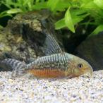( тропическая рыба ) Corydoras *ge Lee (1 шт ) Okinawa доставка отдельно Hokkaido авиапочта необходимо теплоизоляция 