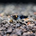 ( креветка ) один пункт предмет Dragon b Lad шримс (1 пара ) Hokkaido * Kyushu авиапочта необходимо теплоизоляция 