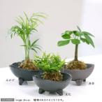 （観葉植物）苔玉　おまかせ観葉　Ｖｅｒ．水苔（１個）　コケ玉